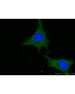 HINT1 Monoclonal antibody 67583-1-Ig proteintech