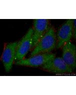 AHR Monoclonal antibody 67785-1-Ig proteintech