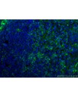 CD4 Monoclonal antibody 67786-1-Ig proteintech