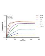 B23/NPM1 Recombinant monoclonal antibody 82030-1-RR proteintech