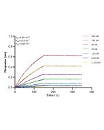 Albumin Recombinant monoclonal antibody 83289-4-RR proteintech