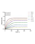 CD14 Recombinant monoclonal antibody 83297-8-RR proteintech