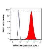 Cathepsin D Recombinant monoclonal antibody 83743-2-RR proteintech
