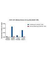Di/Tri-Methyl-Histone H3 (Lys36) Recombinant monoclonal antibody 84329-1-RR proteintech