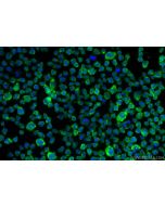 CD33 Recombinant monoclonal antibody 84341-3-RR proteintech