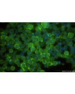 CD53 Recombinant monoclonal antibody 85838-3-RR proteintech
