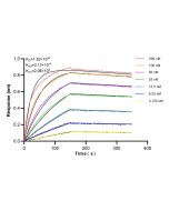 Anti-Human CSF2RA/CD116 Rabbit Recombinant Antibody 98066-1-RR proteintech