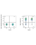 Anti-Human CD7 Rabbit Recombinant Antibody 98204-1-RR proteintech