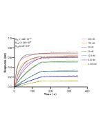 Anti-Mouse CD8a Rabbit Recombinant Antibody 98472-2-RR proteintech