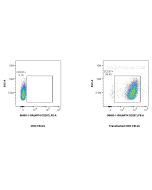 Anti-Human ART4/CD297 Rabbit Recombinant Antibody 98483-1-RR proteintech