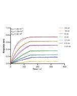 Anti-Mouse CD39/ENTPD1 Rabbit Recombinant Antibody 98544-2-RR proteintech