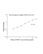 Human FOXF1 ELISA Kit KE00718 proteintech